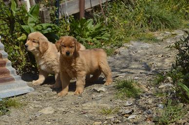 Golden retriever 100% Americani
