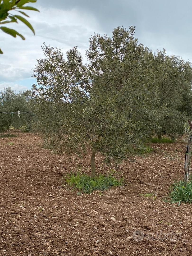 Oliveto - Vista 4