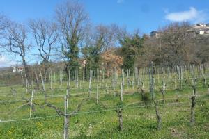 Seminativo a Lugnano in Teverina