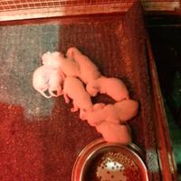 Maltipoo taglia piccola