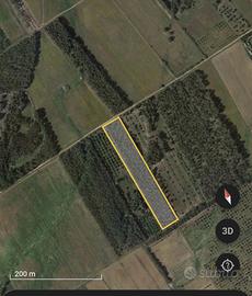 Terreno agricolo con boschetto di eucalipto