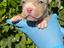 Immagine 3