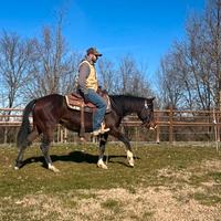 Cavalla QUARTER HORSE