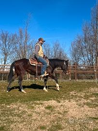 Cavalla QUARTER HORSE