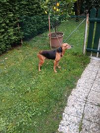 Segugio italiano da lepre