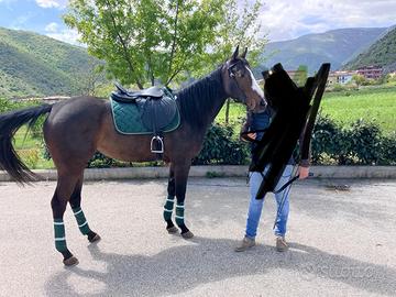 Cavallo
