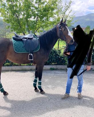 Cavallo