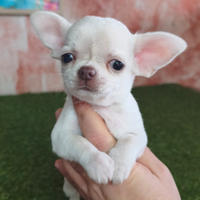 Cucciola di chihuahua