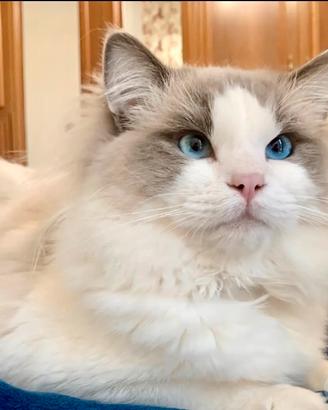 Gatto Ragdoll per accoppiamento