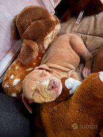 Cuccioli di PITBULL