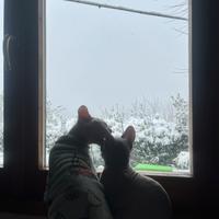 Thomas stallone esperto