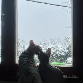 Thomas stallone esperto