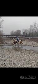 Cavallo da reining