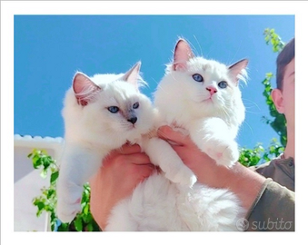 Dolcissimi Ragdoll con pedigree