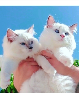 Dolcissimi Ragdoll con pedigree