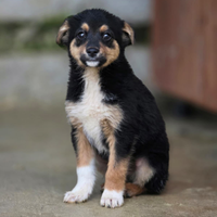 Cucciolo in adozione