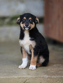 Cucciolo in adozione