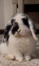 Coniglio Ariete Mini lop