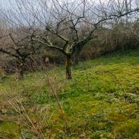 alberi legna da frutto o da ardere