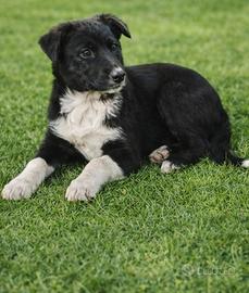 Cuccioli fenotipo Border Collie