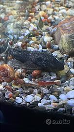 Femmina Ancistrus adulta