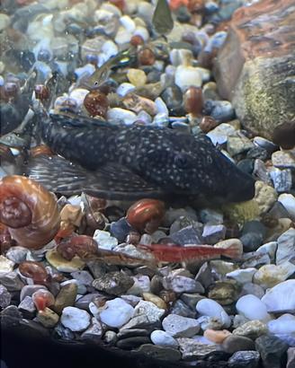 Femmina Ancistrus adulta