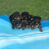 Cuccioli yorkshire terrier