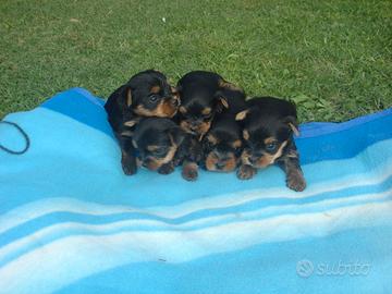 Cuccioli yorkshire terrier
