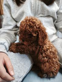 cuccioli barboncini toy e mini toy 