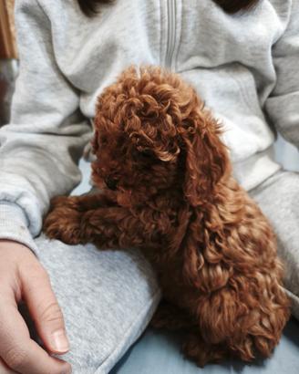 cuccioli barboncini toy e mini toy 