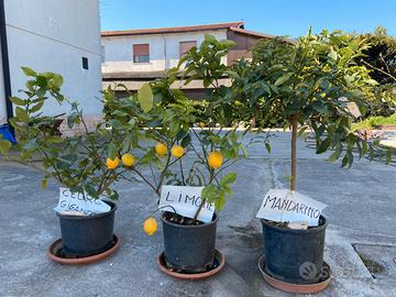 Alberi da frutto