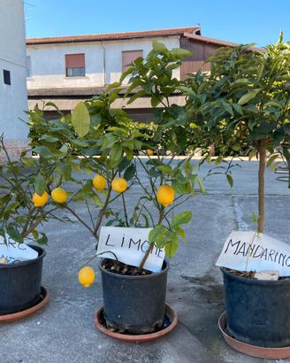 Alberi da frutto