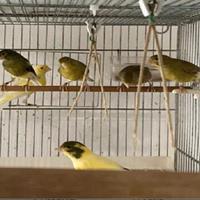 Canarini portoghesi mosaici gialli e timbrado