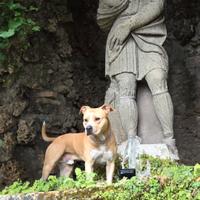 disponibile per monta