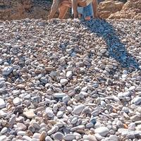 Monta american bully xl bossy