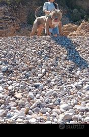 Monta american bully xl bossy