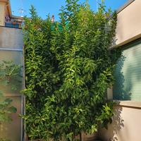 pianta limone a terra