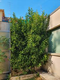 pianta limone a terra