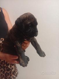 Presa canario 