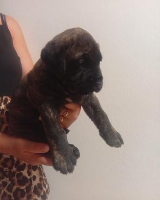 Presa canario 