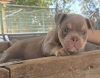 American bully