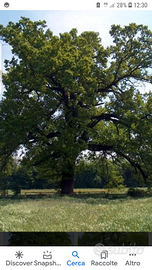 Terreno agricolo con alberi ed acqua