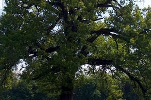 Terreno agricolo con alberi ed acqua