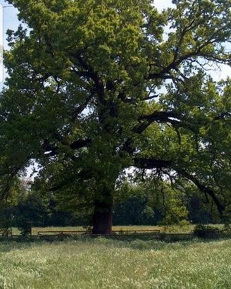 Terreno agricolo con alberi ed acqua