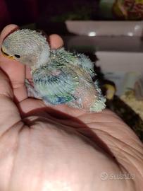 Pulli di inseparabili