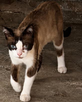 Regalasi 2 gatti maschi incrocio SIAMESI