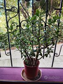 pianta Albero di Giada