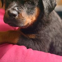 Cuccioli di Rottwailer