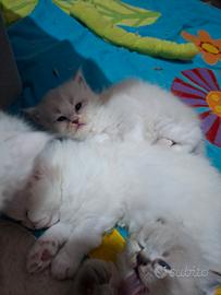 Gattini Ragdoll/persiano