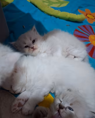 Gattini Ragdoll/persiano